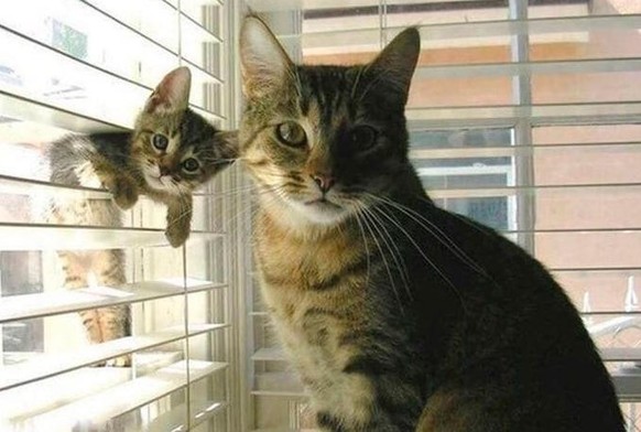 cute news animal tier katze cat

https://imgur.com/gallery/hn350kW