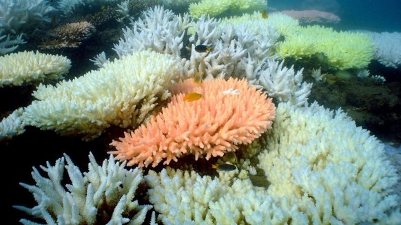 FILE - An undated handout image released by the Australian Institute for Marine Science (AIMS) shows bleaching of coral at North Keppel Island on the Great Barrier Reef in Queensland, Australia. EPA/A ...