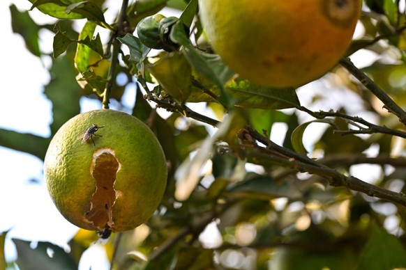 PIEDADE DOS GERAIS, BRAZIL - JUNE 6: Orange trees with diseases at the citrus producing farm, Sítio Andrade, on June 6, 2024 in Piedade dos Gerais, in the state of Minas Gerais, Brazil. The citrus ind ...