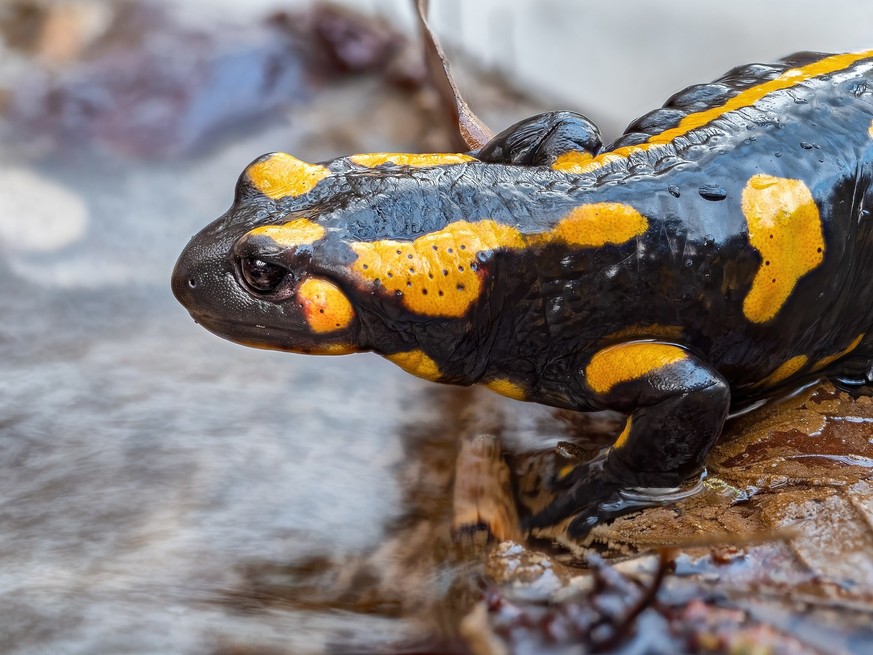 En Suisse, on ne trouve que la salamandre tachetée à bandes et la salamandre tachetée méridionale.