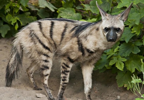 cute news tier erdwolf

https://www.reddit.com/r/NatureIsFuckingLit/comments/17l59c6/while_members_of_the_hyena_family_are_not_usually/