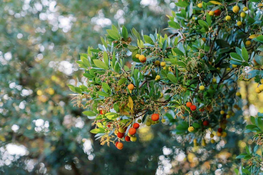 Arbutus unedo, Argousier.