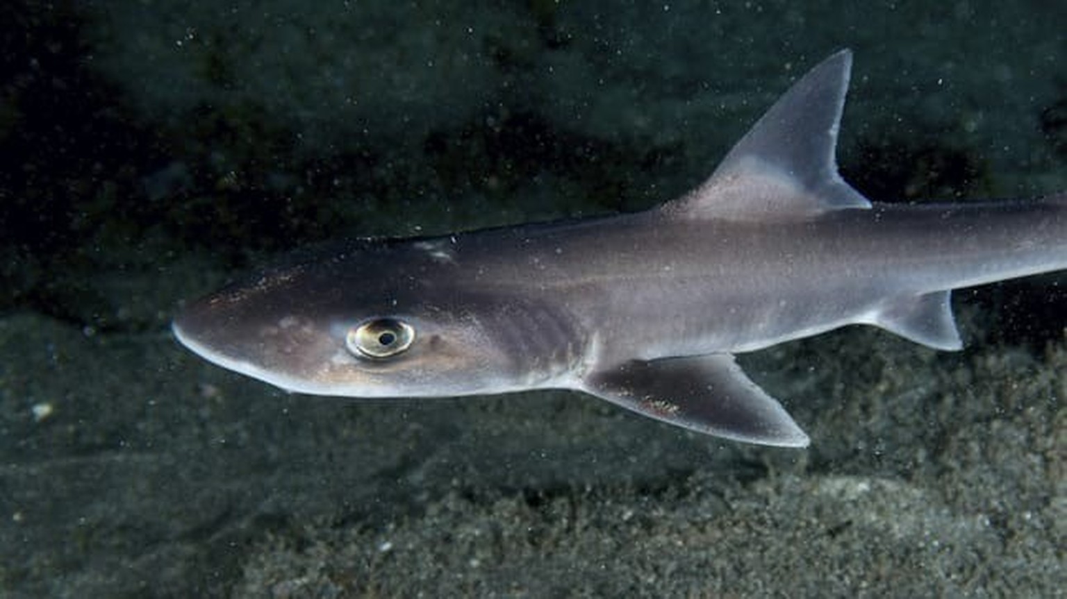 Un requin gris lisse près de la côte (image symbolique) : les chercheurs assurent la reproduction d&#039;espèces menacées au large de Majorque.
