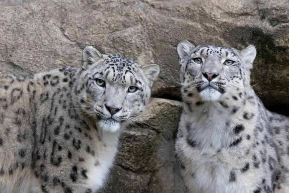 Saida (à g.) et Shahrukh, au zoo de Zurich.