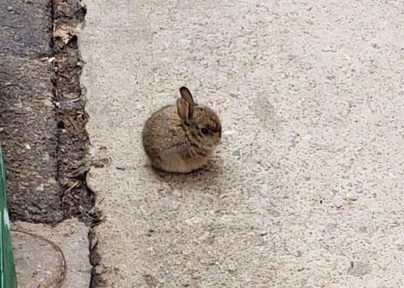 cute news animal tier hase

https://imgur.com/t/aww/RIoFmwj