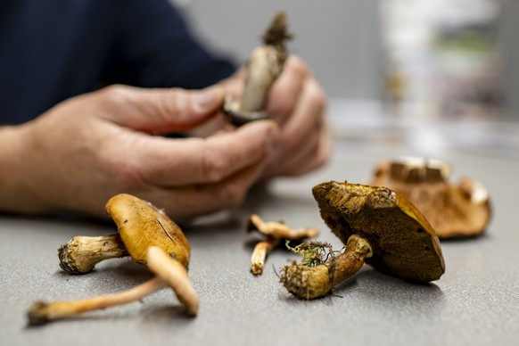 Pierre-Alain Leresche, le controleur officiel de la Ville de Lausanne, controle le panier de champignons d'un champignonneur le mardi 21 octobre 2025 au Boscal du Chalet-a-Gobet a Lausanne. (KEYS ...