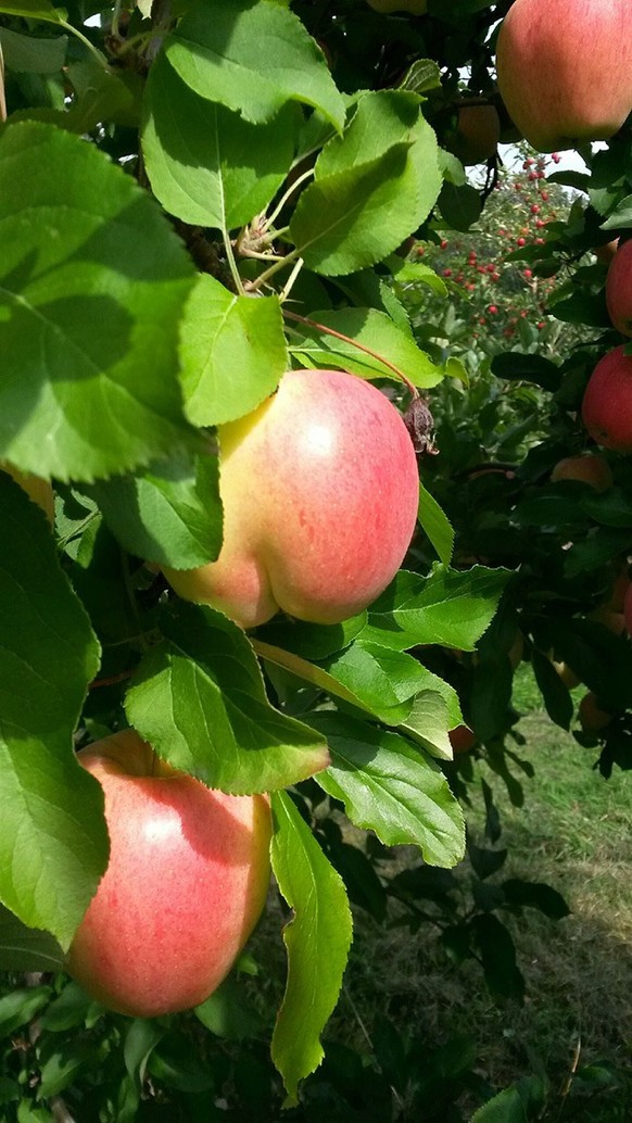 Des fesses dans la nature.