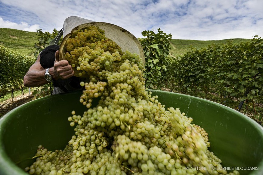 Une personne verse les grappes de raisin dans une bassine dans la vigne du domaine Vouga lors des vendanges ce mardi 22 septembre 2020 a Cortaillod dans le canton de Neuchatel. Les vendanges ont debut ...