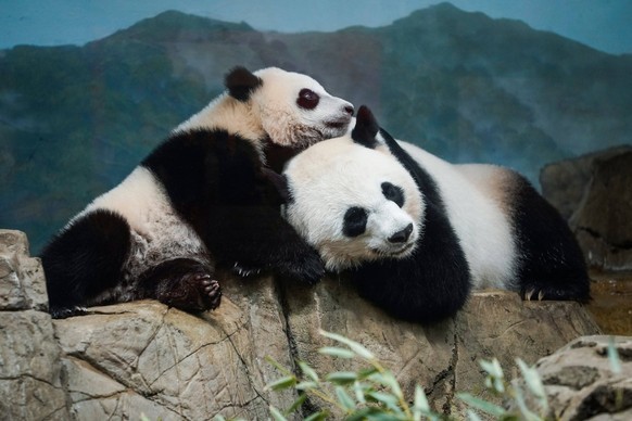 Syndication: USA TODAY Giant Panda Xiao Qi Ji, left, celebrates his 9-month birthday with his mother Mei Xiang, 22 years of age, as visitors make their return to the Smithsonian National Zoo on May 21 ...