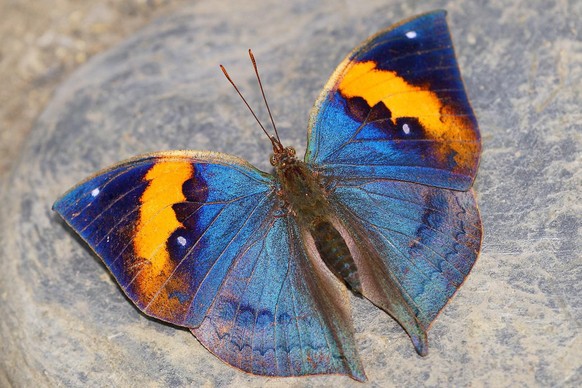 Indischer Blattschmetterling
Kallima inachus