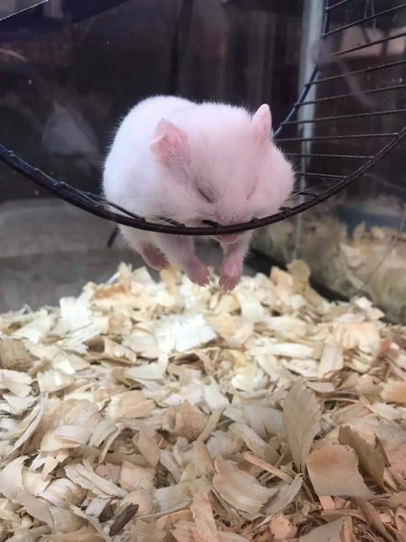 cute news tier hamster

https://www.reddit.com/r/aww/comments/be57v0/time_for_a_nap/