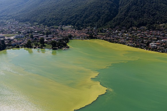 The water of Lake Lugano near Riva San vitale, Switzerland, is coloured green and yellow due to a strong Cyanobacteria (Blue-Green Algae) proliferation, Wednesday, August 24, 2023. The proliferation o ...