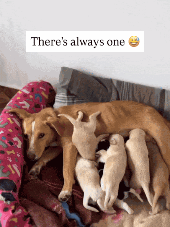 GIF animé
