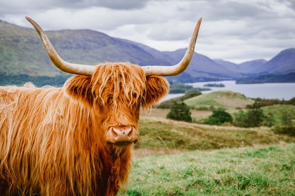 Une vache Highland.