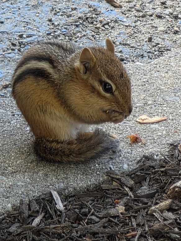 Eichhörnchen essen