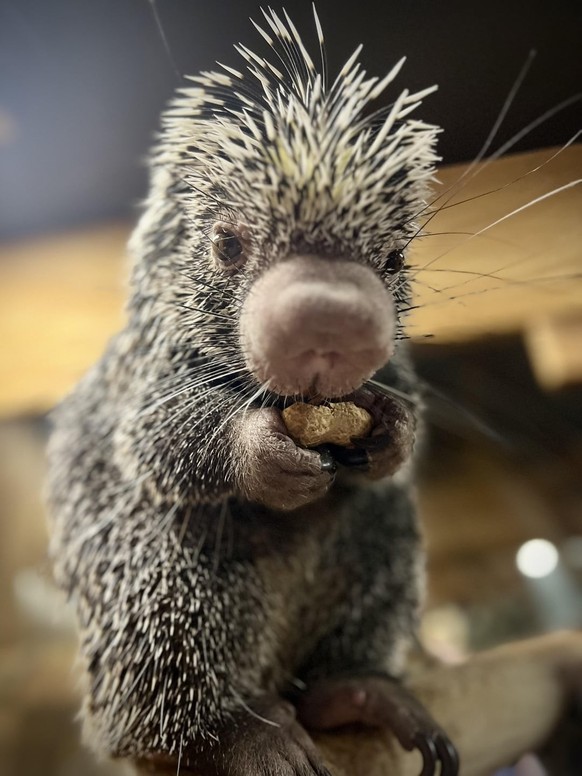 cute news stacheltier

https://www.reddit.com/r/LilGrabbies/comments/1u4bp5a/lil_porcupine_grabbies/
