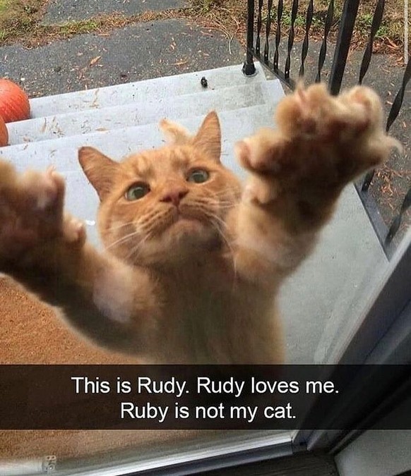 Voici Rudy. Rudy m'aime. Rudy n'est pas mon chat.