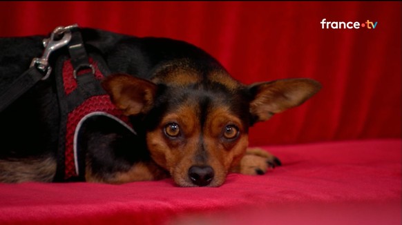 La chienne Léone, chez Drucker, «sent les fesses de star qui se sont déjà posées sur ce canapé» (selon l’expression d’Elodie Poux).