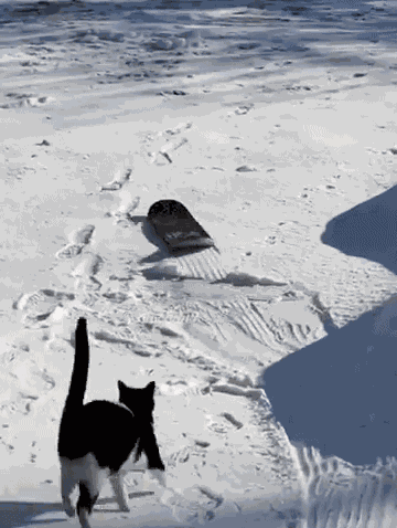 GIF animé