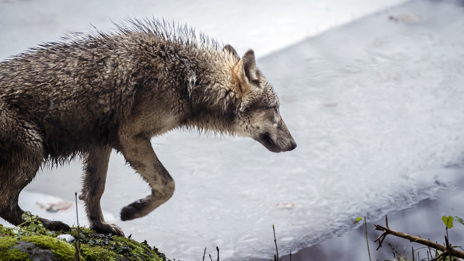 Ein Wolf im Wildnispark Langenberg, aufgenommen am Freitag, 8. Dezember 2023 in Langnau am Albis.Die Woelfe im Wildnispark Zuerich Langenberg stammen urspruenglich von Wildfaengen in den Karpaten ab u ...