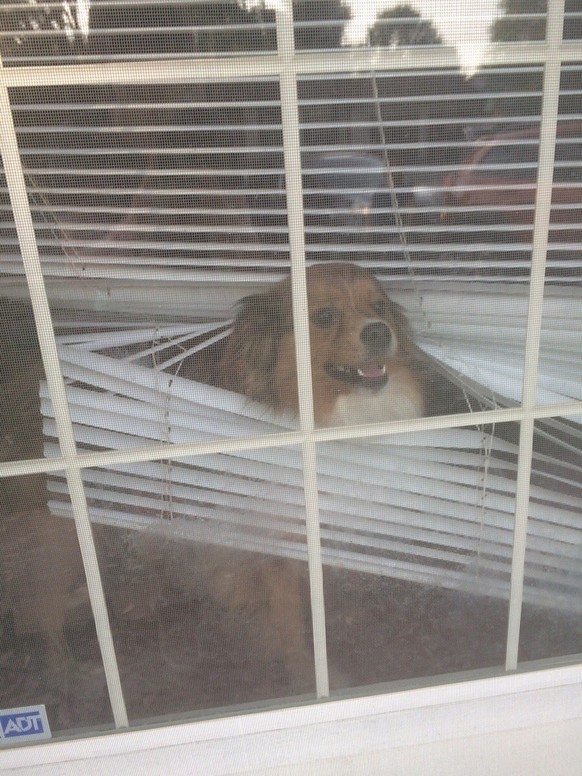 Die lustigsten fails der Woche: Hund in Jalousien