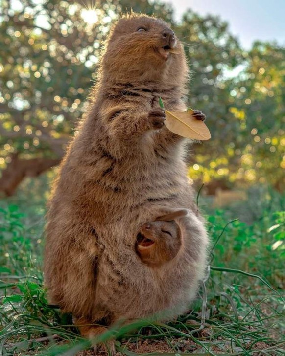 cute news animal tier quokka

https://twitter.com/quokkaeveryhour/status/1533565463745409024