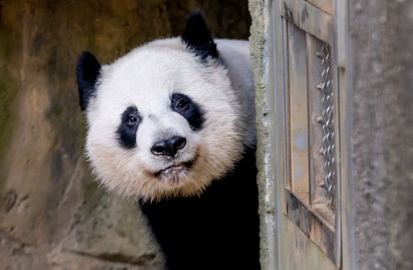 epa10986751 A giant panda wanders in its enclosure at Zoo Atlanta, in Atlanta, Georgia, USA, 20 November 2023. Recently, a pair of giant pandas at Smithsonian&#039;s National Zoo were returned to Chin ...