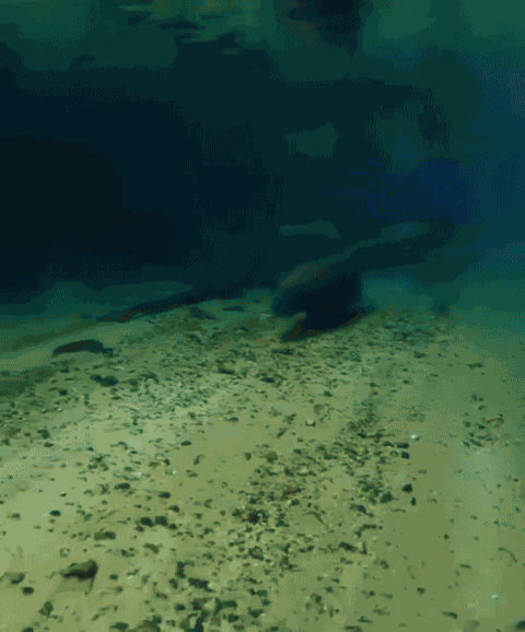 GIF animé