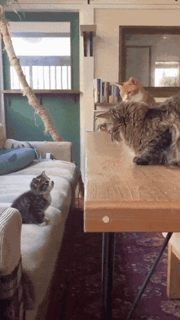 GIF animé