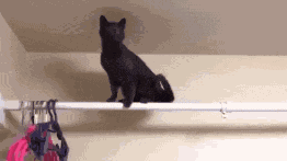 GIF animé