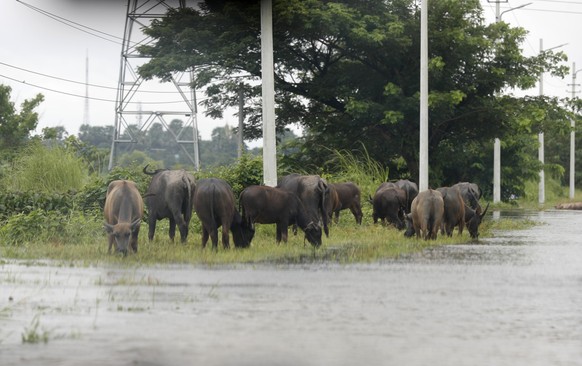 epa11603220 Buffalos stay on the high ground during the flood in Taungoo, Bago division, Myanmar, 14 September 2024. Heavy rains triggered by Typhoon Yagi have caused severe flooding in parts of Myanm ...