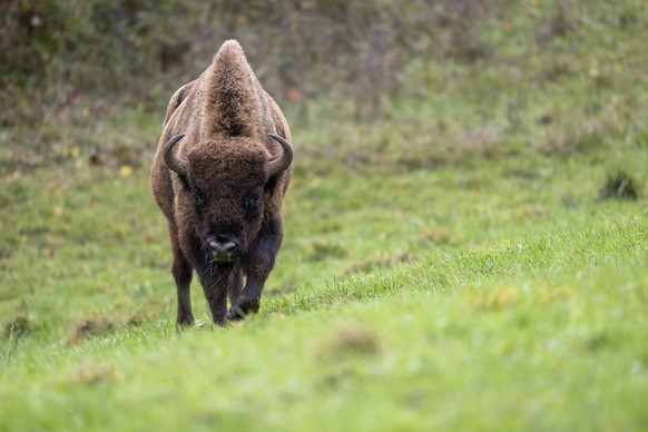 An European bison is photographed in a 50 ha enclosure of the "Projekt Wisent Thal", on Thursday, Nov. 3, 2022, in Welschenrohr, Switzerland. After seven weeks of stay, the acclimatization e ...