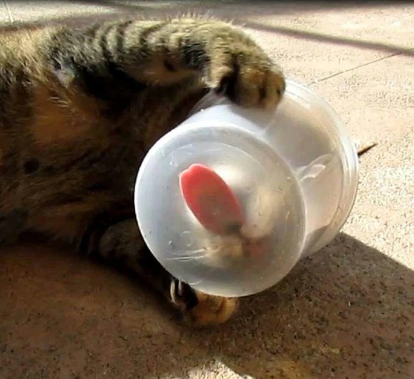 cute news tier katze

https://ch.pinterest.com/pin/1121888957208686454/