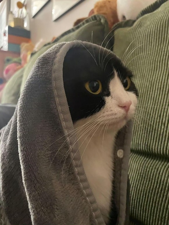 cute news tier katze

https://ch.pinterest.com/pin/351912467121848/