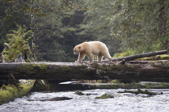 Spirit bear (Ursus americanus kermodei), male, along salmon (Oncorhynchus sp.) creek, Great Bear Rainforest, British Columbia, Canada. Apoximately 1 in 10 bears of this subspecies of black bear is whi ...