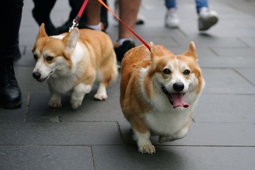 People walk corgis along the Royal Mile, before the arrival of the hearse carrying the coffin of Queen Elizabeth II, in Edinburgh, Sunday, Sept. 11, 2022. Queen Elizabeth IIÄôs flag-draped coffin is  ...
