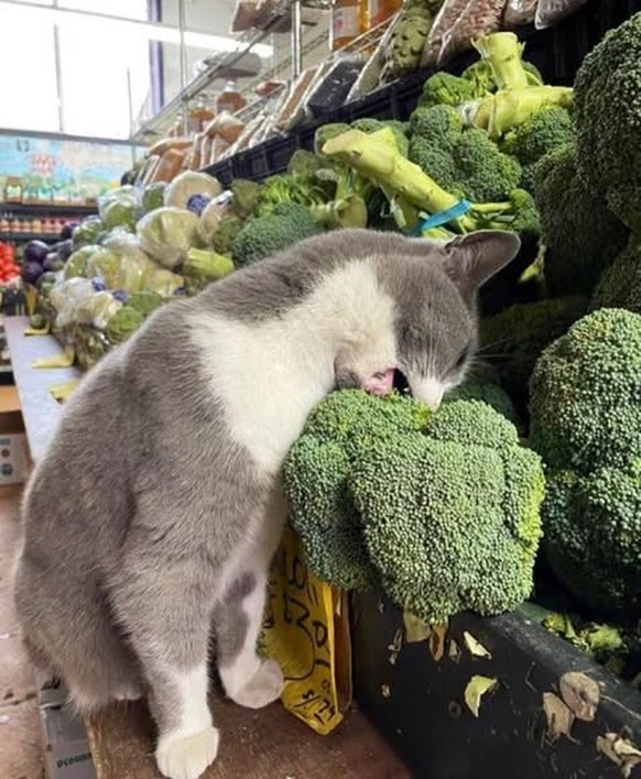 cute news tier katze

https://www.instagram.com/p/DSLFet7jKwH/