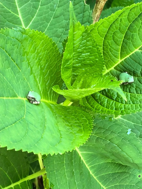 cute news tier frosch

https://www.reddit.com/r/aww/comments/1d7l3ux/tiny_frogs_have_made_my_moms_hydrangeas_their_home/