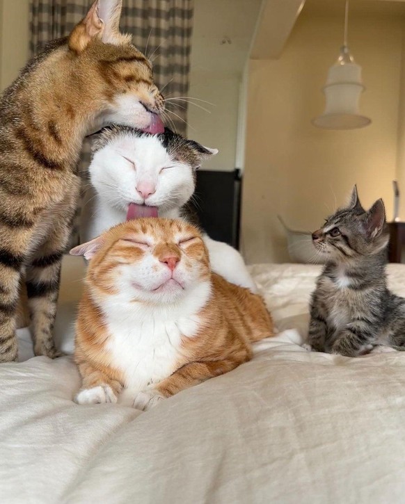 cute news tier katze

https://www.reddit.com/r/Awww/comments/1hg6s66/this_is_how_they_transfer_the_one_brain_cell/