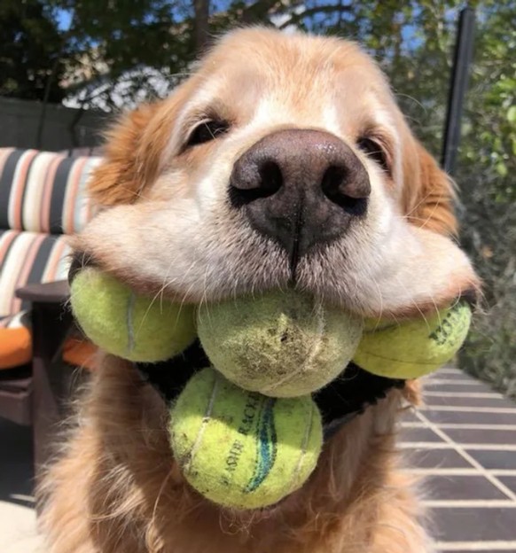 cute news tier hund
https://imgur.com/t/aww/PtbD75K