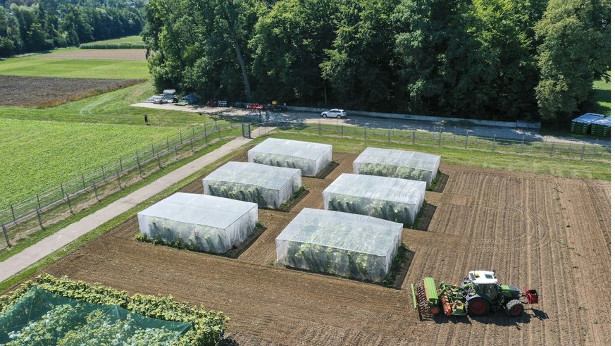 La Confédération autorise un essai de pommes de terre OGM jusqu’en 2030 afin de mieux résister aux maladies, à la sécheresse et au réchauffement climatique.