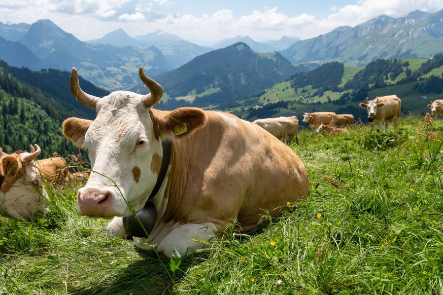 «L’élevage de bovins n’est guère éloigné de ce à quoi ressemblerait un habitat naturel.»
