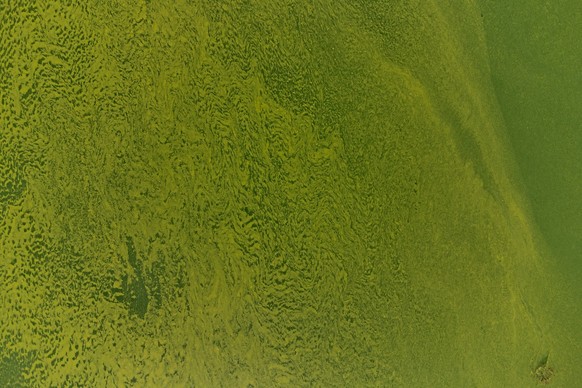 The water of Lake Lugano near Riva San vitale, Switzerland, is coloured green and yellow due to a strong Cyanobacteria (Blue-Green Algae) proliferation, Wednesday, August 24, 2023. The proliferation o ...
