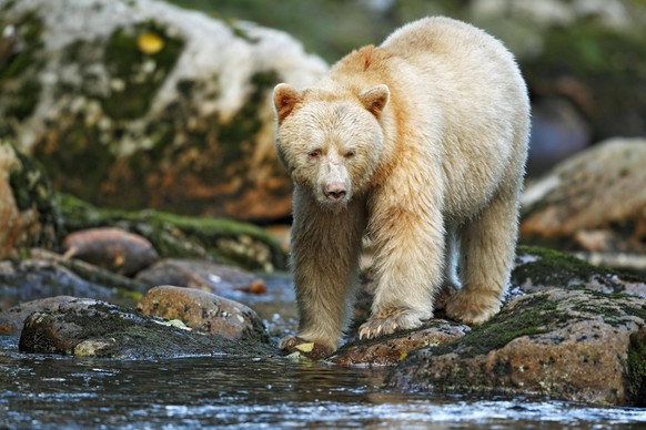 Kermodebär Ursus americanus kermodei, Geisterbär, Kermodebären, Geisterbären, Bären, Raubtiere, Säugetiere, Tiere, American Black Bear Spirit Bear white morph, adult, fishing for salmon *** Kermode be ...