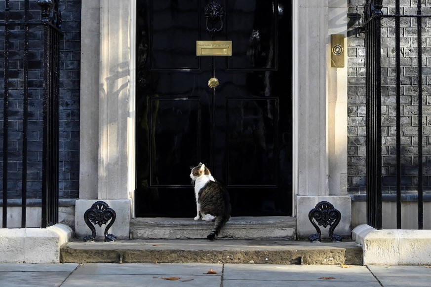 Larry est entré en fonction en 2011, il est issu de l'un des plus anciens refuges pour animaux abandonnés de Londres.