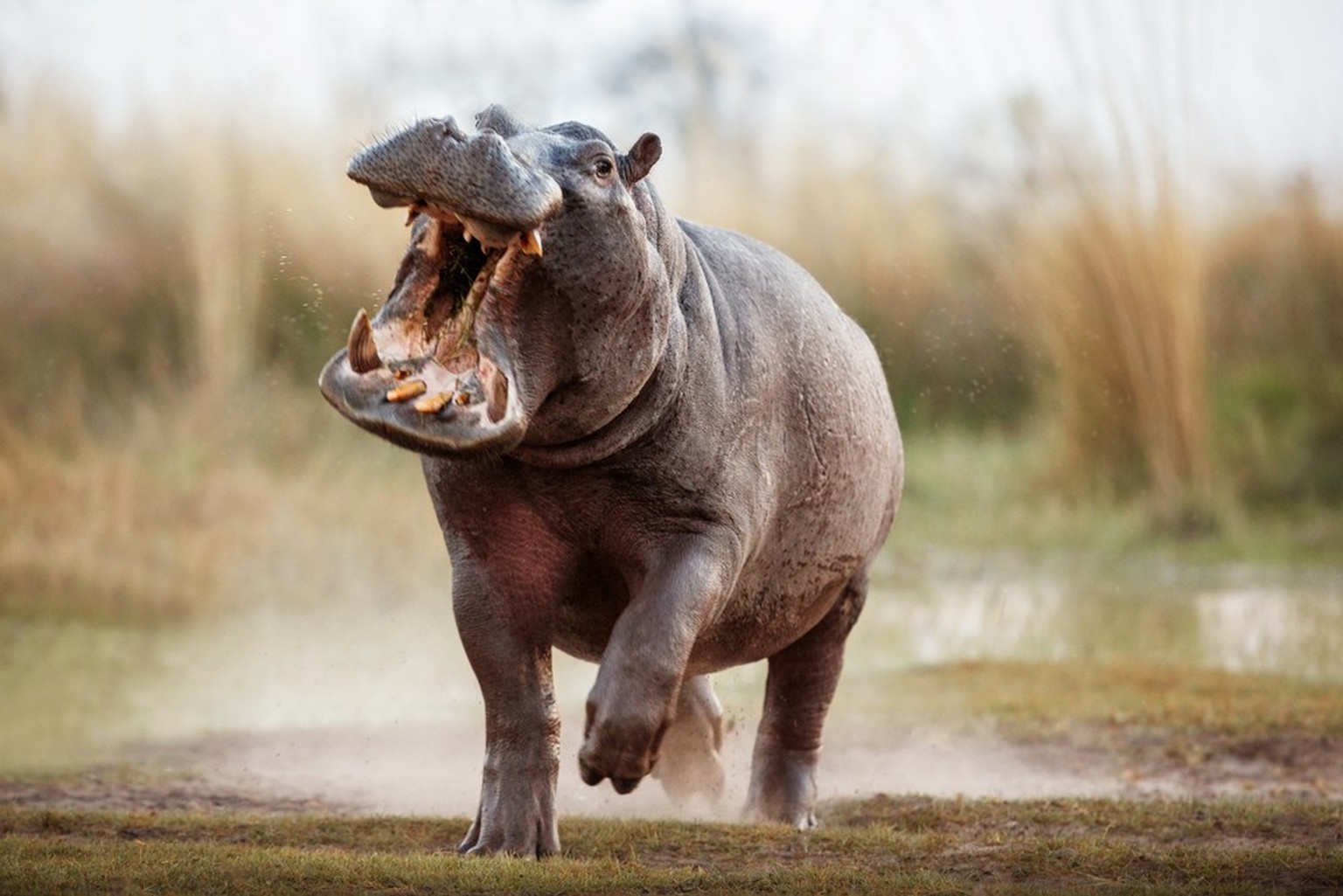 Flusspferd, Nilpferd, Hippopotaus