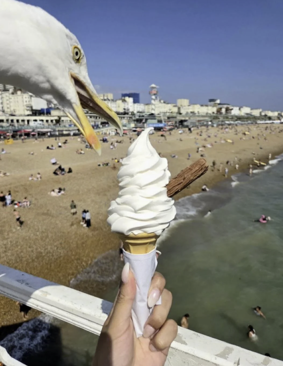 Die lustigsten fails der Woche: Möwe klaut Glace