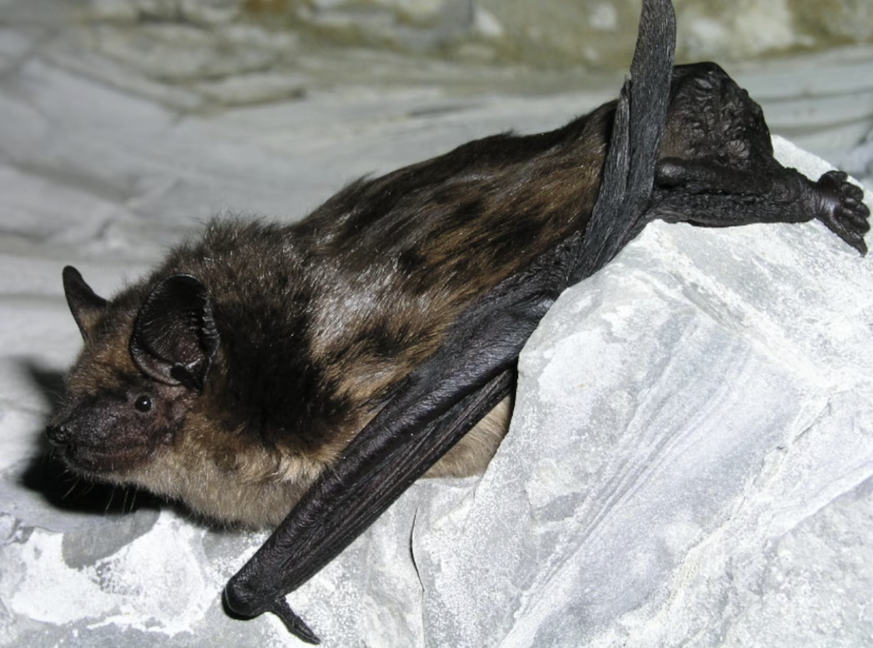 chauve-souris biologie pénis animal