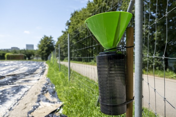 Eine Falle fuer Japankaefer bei einer gesperrten und abgedeckten Rasenflaeche in der Sportanlage St. Jakob in Basel, am Freitag, 19. Juli 2024. Der Japankaefer hat sich in Basel-Stadt weiter ausgebrei ...