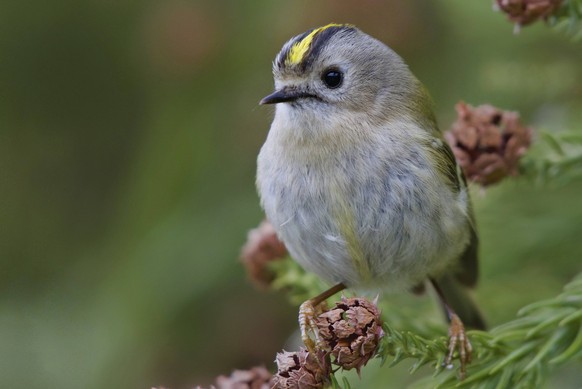 Wintergoldhähnchen Regulus regulus Goldcrest Regulus regulus Copyright: imageBROKER/SunbirdxImages iblmup13689155.jpg Bitte beachten Sie die gesetzlichen Bestimmungen des deutschen Urheberrechtes hins ...